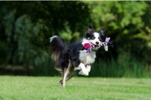 Exciting, Engaging and Fun Activities to Enjoy with Your Dog